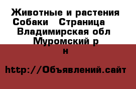 Животные и растения Собаки - Страница 6 . Владимирская обл.,Муромский р-н